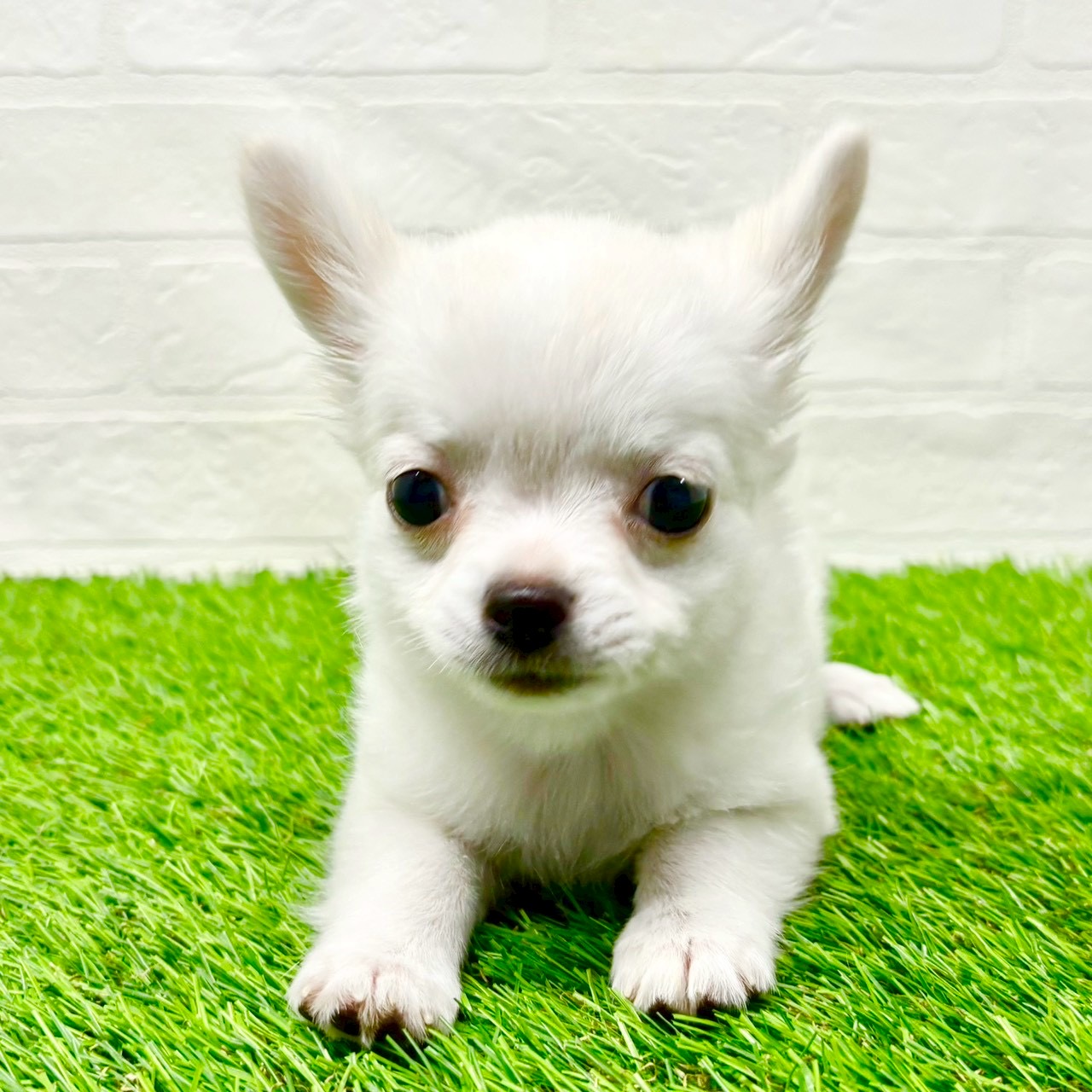 滋賀県のチワワ(ロング) (ワンニャンハウス草津店/2025年8月30日生まれ/女の子/ホワイト)の子犬の2枚目の画像
