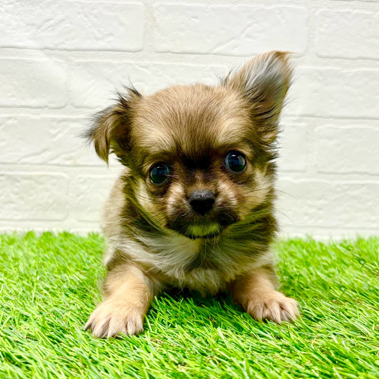 滋賀県のチワワ(ロング) (ワンニャンハウス草津店/2025年9月29日生まれ/男の子/セーブル)の子犬の4枚目の画像