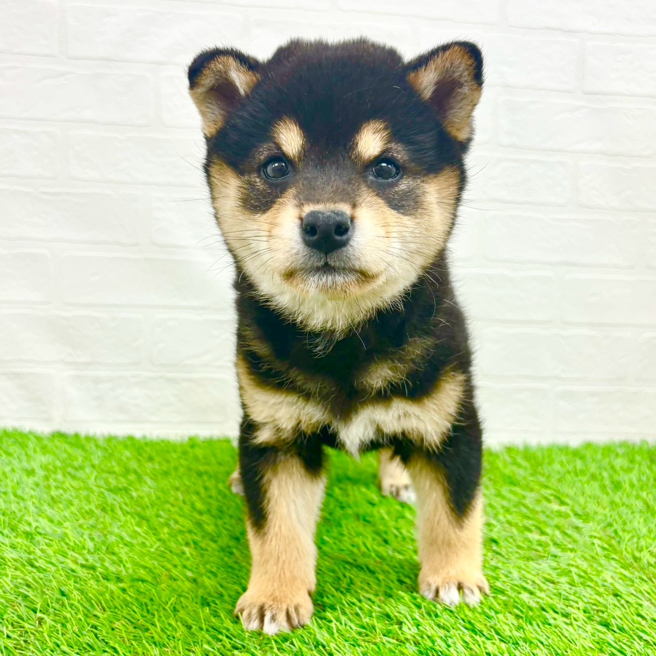 滋賀県の柴犬(標準サイズ) (ワンニャンハウス草津店/2026年2月2日生まれ/女の子/黒)の子犬の1枚目の画像