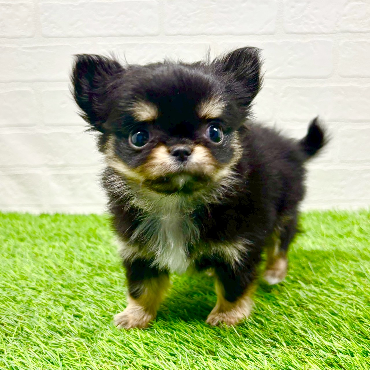 滋賀県のチワワ(ロング) (ワンニャンハウス草津店/2025年11月16日生まれ/女の子/ブラックタンホワイト)の子犬の2枚目の画像