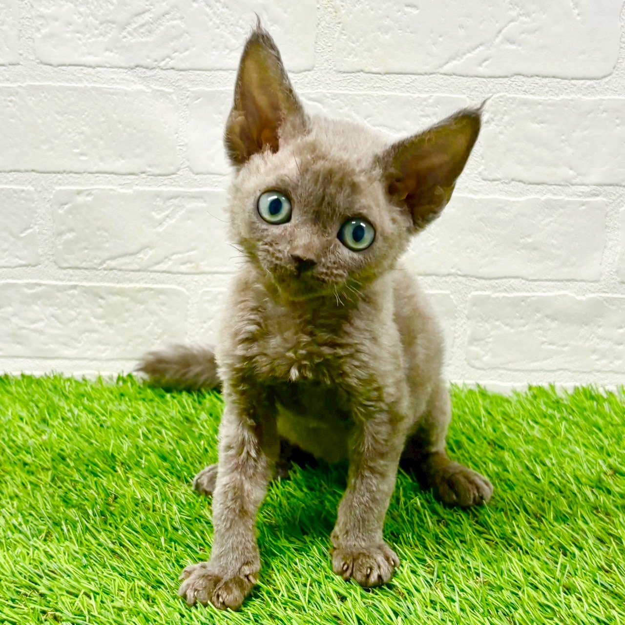 滋賀県のデボンレックス (ワンニャンハウス草津店/2025年7月29日生まれ/男の子/ブルー)の子猫の1枚目の画像