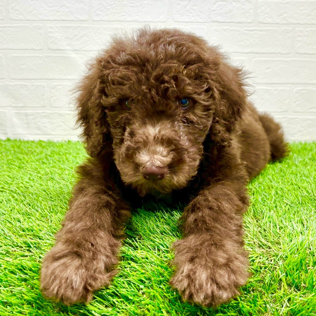 滋賀県のスタンダードプードル (ワンニャンハウス草津店/2025年9月8日生まれ/男の子/ブラウン)の子犬の3枚目の画像