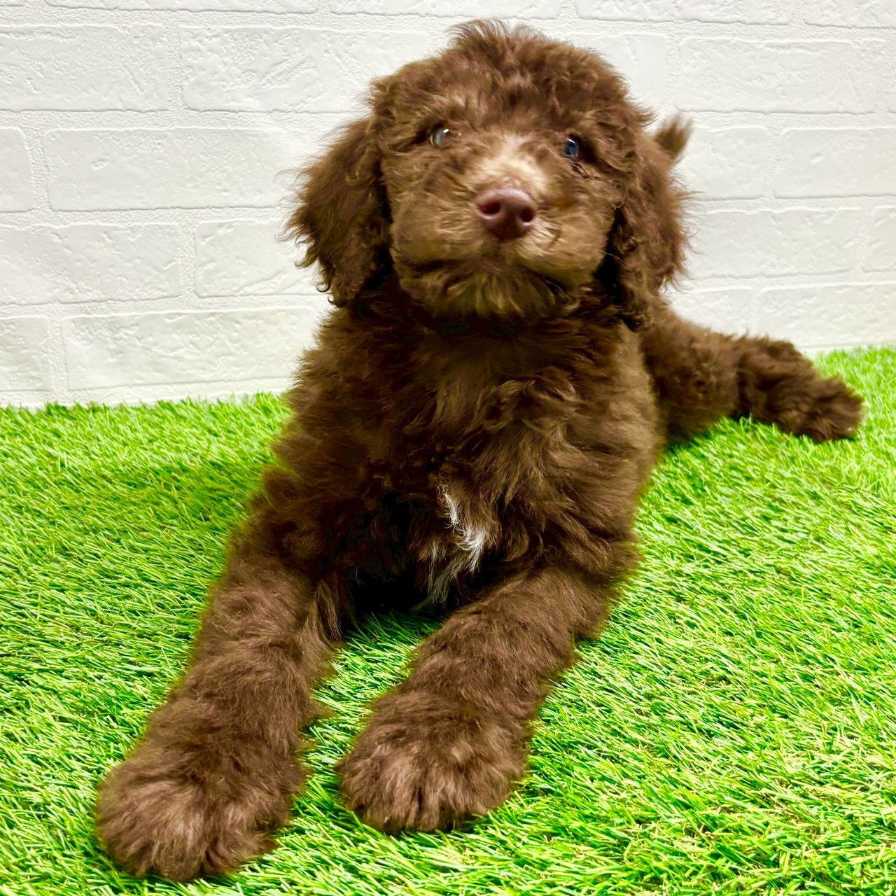 滋賀県のスタンダードプードル (ワンニャンハウス草津店/2025年9月8日生まれ/男の子/ブラウン)の子犬の2枚目の画像