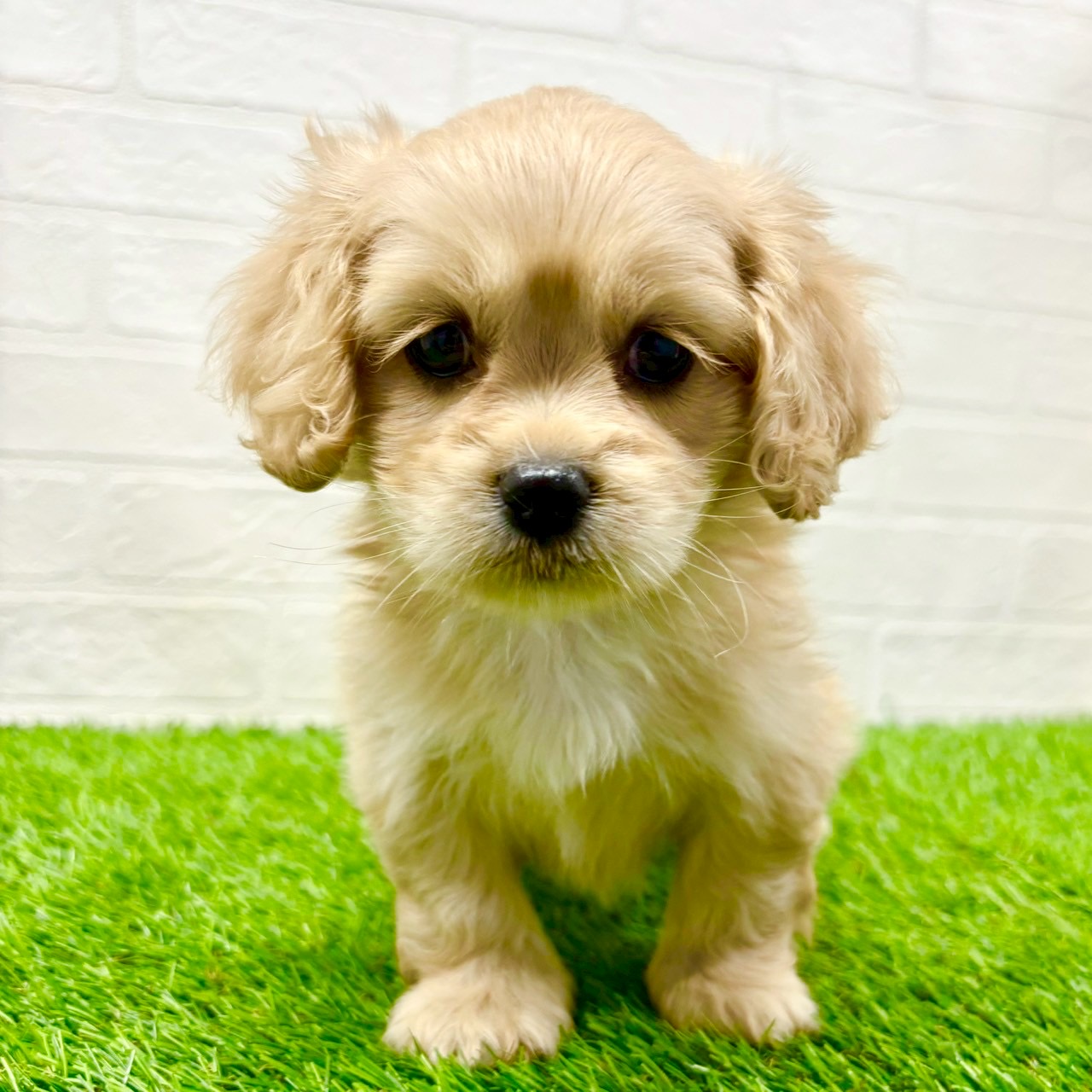 滋賀県のハーフ犬・ミックス犬 (ワンニャンハウス草津店/2025年7月27日生まれ/女の子/クリーム)の子犬の1枚目の画像