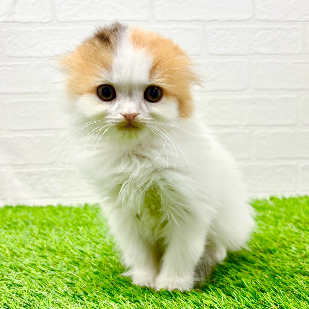 滋賀県のスコティッシュフォールド (ワンニャンハウス草津店/2025年11月19日生まれ/女の子/ブラウンパッチドタビーホワイト)の子猫の1枚目の画像