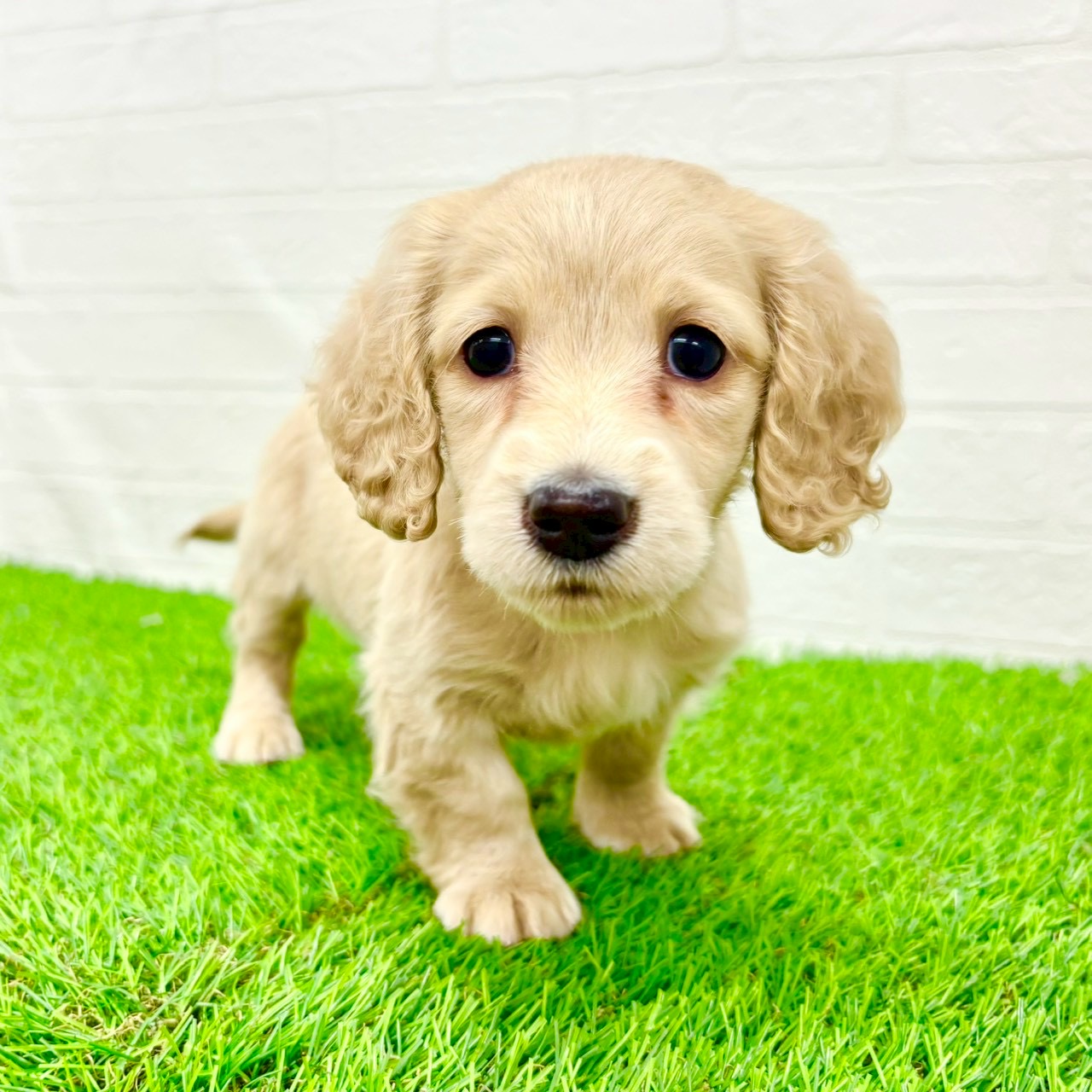 滋賀県のミニチュアダックスフンド(ロング) (ワンニャンハウス草津店/2025年12月30日生まれ/女の子/イエロー)の子犬の3枚目の画像