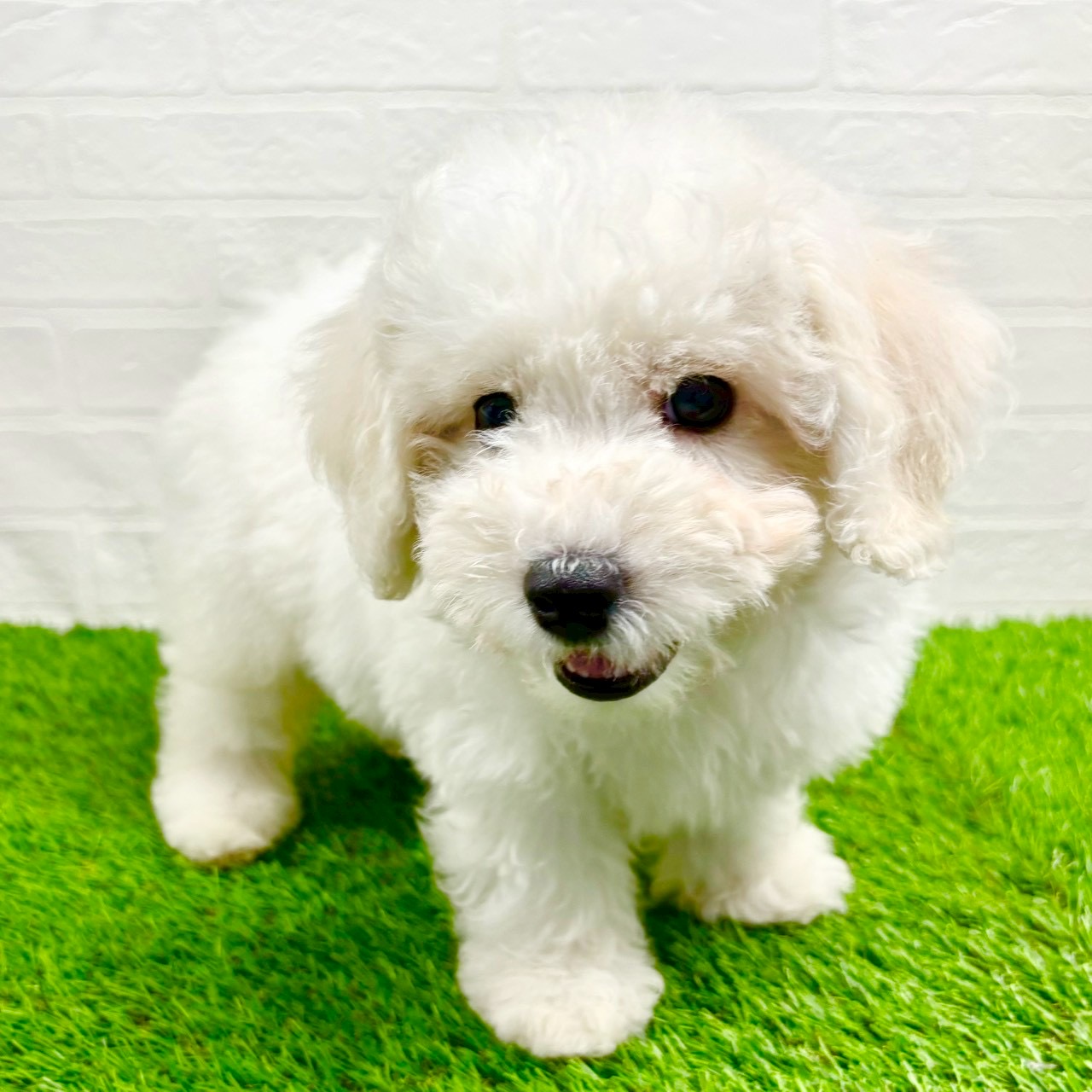 滋賀県のビションフリーゼ (ワンニャンハウス草津店/2025年8月29日生まれ/男の子/ホワイト)の子犬の2枚目の画像