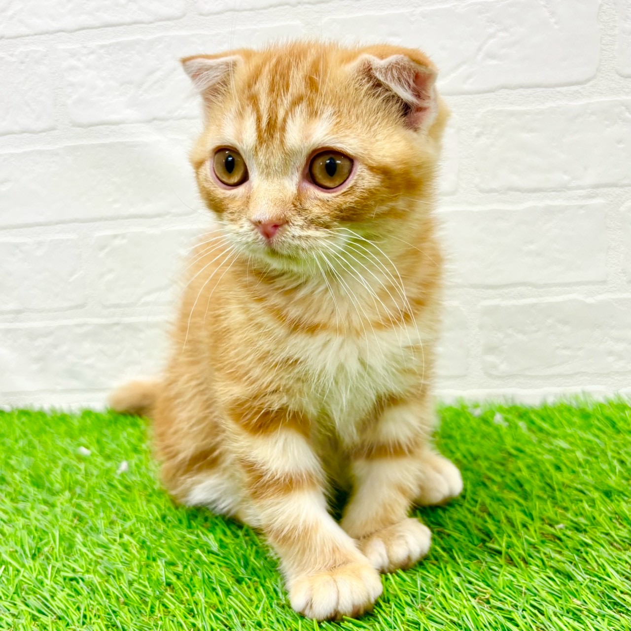 滋賀県のスコティッシュフォールド (ワンニャンハウス草津店/2025年12月28日生まれ/男の子/レッドタビー)の子猫の4枚目の画像
