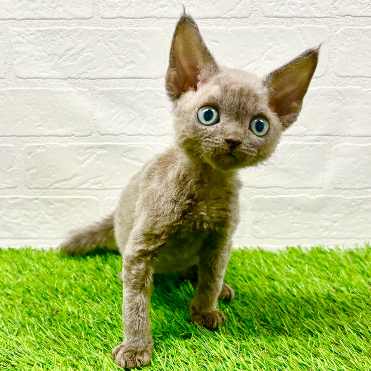 滋賀県のデボンレックス (ワンニャンハウス草津店/2025年7月29日生まれ/男の子/ブルー)の子猫の2枚目の画像