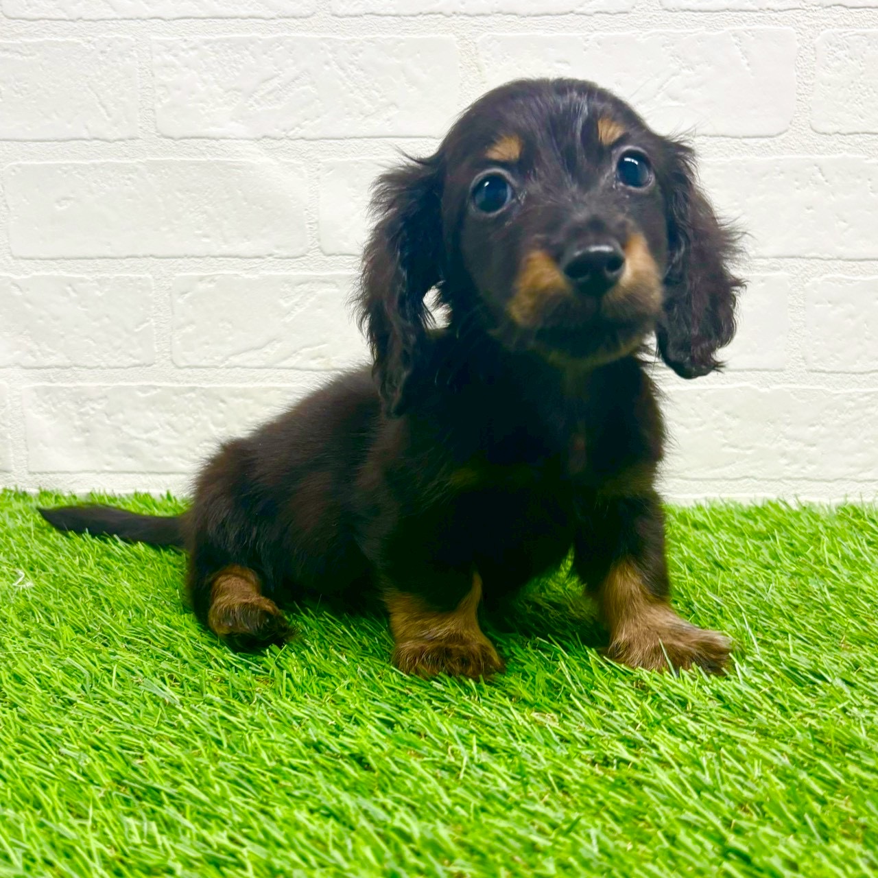 滋賀県のカニンヘンダックスフンド(ロング) (ワンニャンハウス草津店/2025年10月19日生まれ/男の子/ブラックタン)の子犬の2枚目の画像