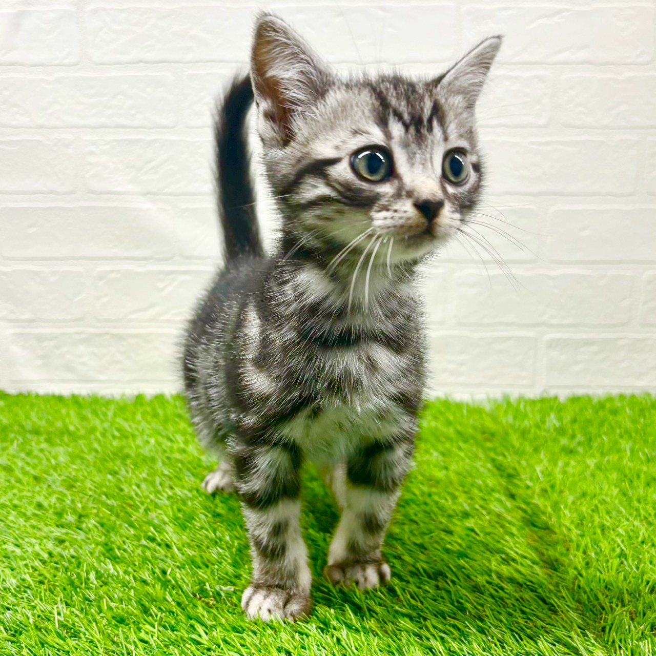 滋賀県のアメリカンショートヘアー (ワンニャンハウス草津店/2025年10月1日生まれ/男の子/シルバータビー)の子猫の2枚目の画像