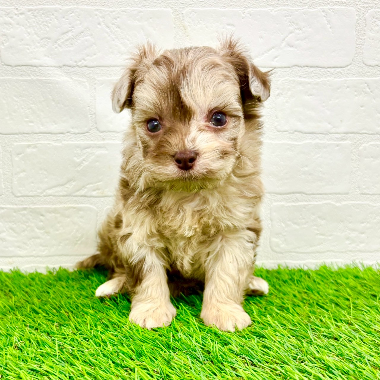 滋賀県のチワプー/プーチー(チワワ×プードル) (ワンニャンハウス草津店/2026年1月13日生まれ/男の子/チョコレートマール)の子犬の1枚目の画像