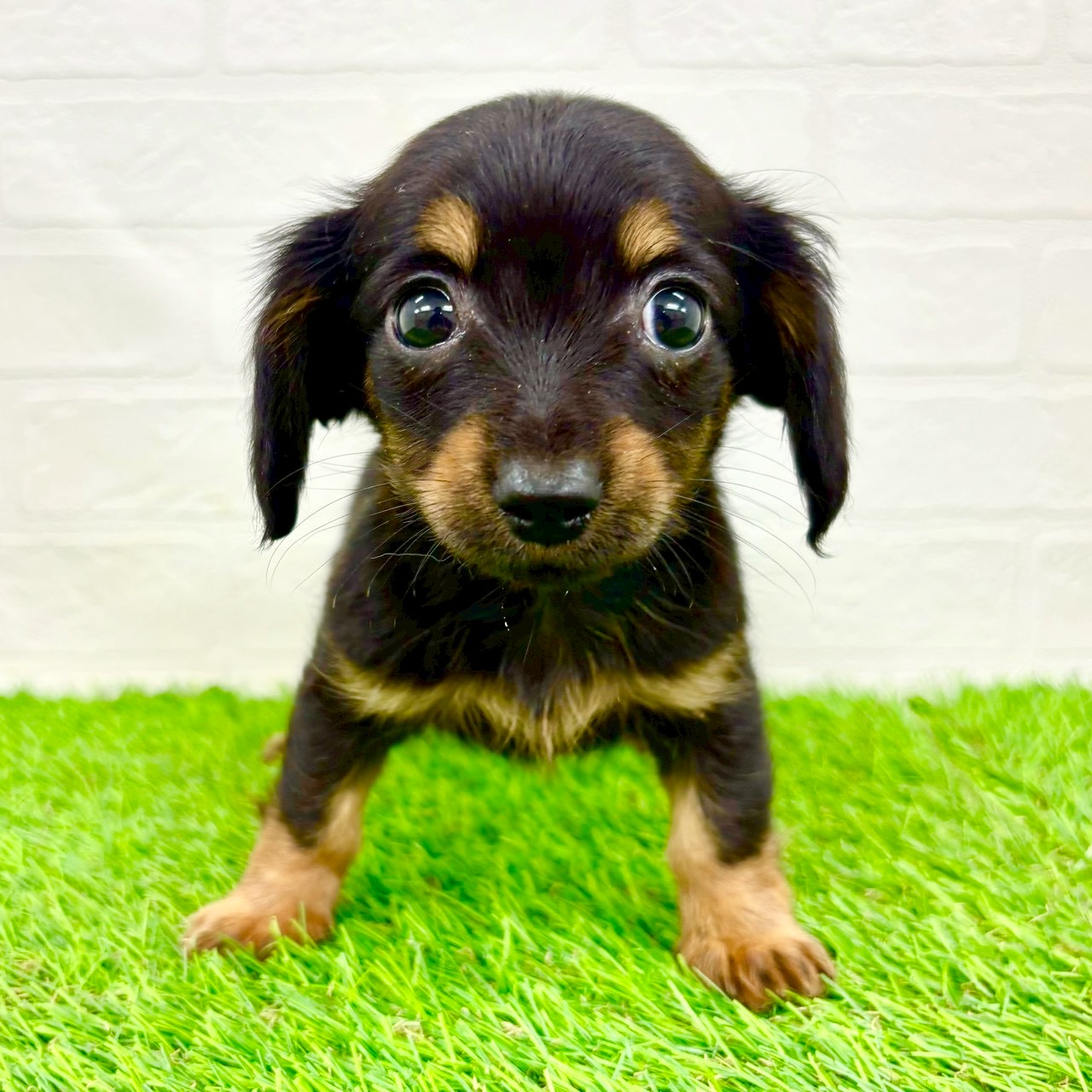 滋賀県のチワックス(チワワ×ダックス) (ワンニャンハウス草津店/2026年1月14日生まれ/女の子/ブラックタン)の子犬の1枚目の画像