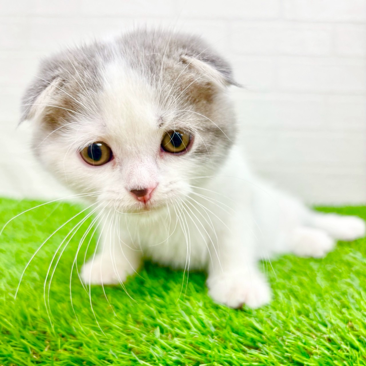 滋賀県のスコティッシュフォールド (ワンニャンハウス草津店/2026年2月6日生まれ/男の子/ブルータビーホワイト)の子猫の4枚目の画像