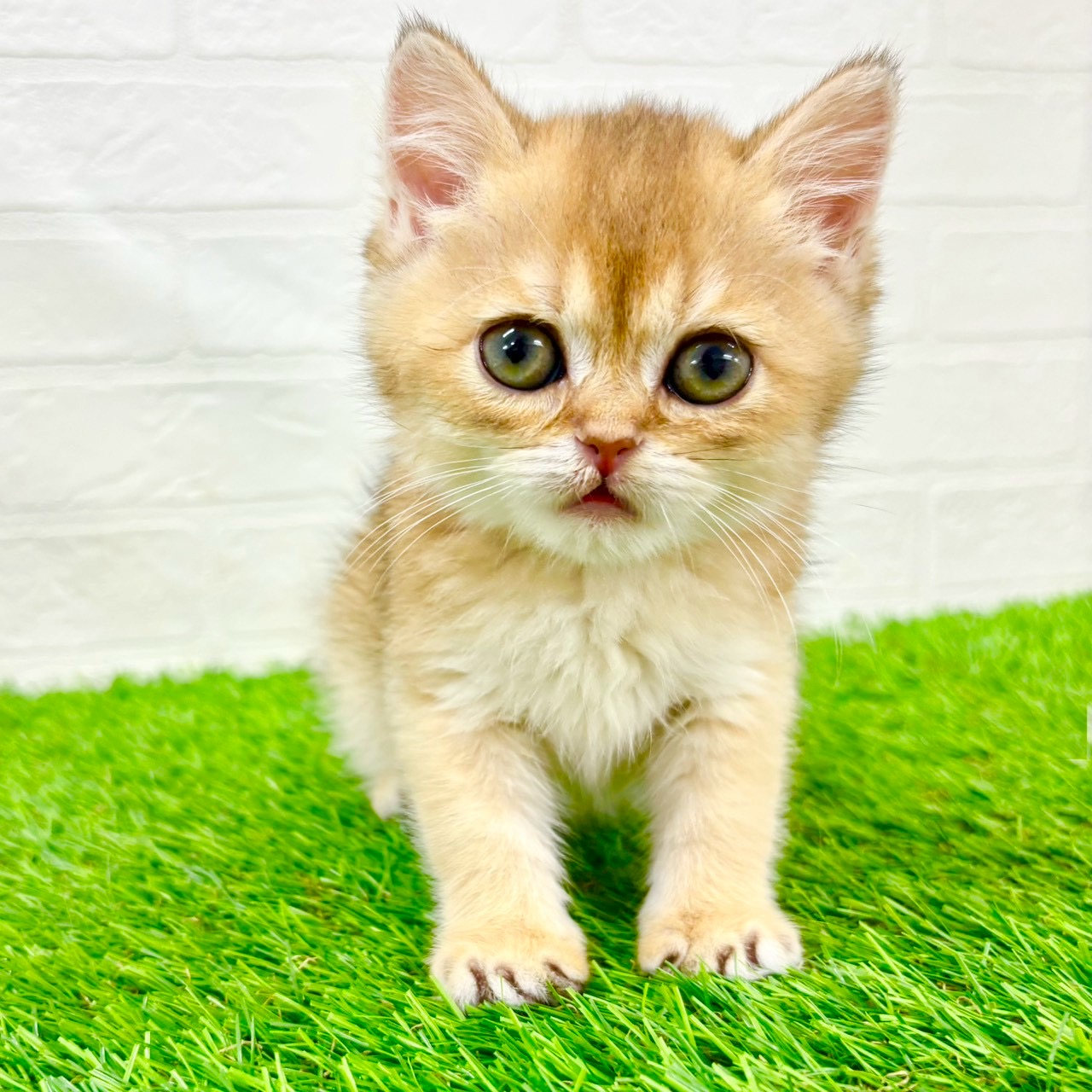 滋賀県のブリティッシュショートヘアー (ワンニャンハウス草津店/2026年1月20日生まれ/女の子/ブラックゴールデンシェーデット)の子猫の1枚目の画像