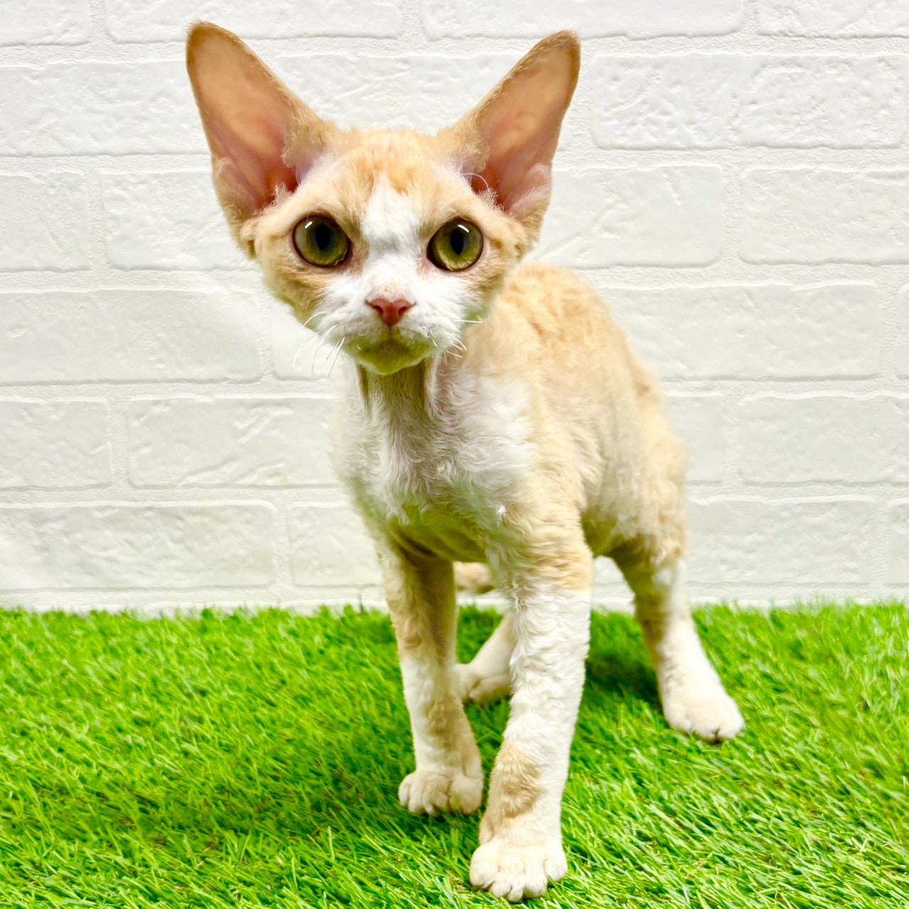 滋賀県のデボンレックス (ワンニャンハウス草津店/2025年7月14日生まれ/女の子/クリームホワイト)の子猫の1枚目の画像