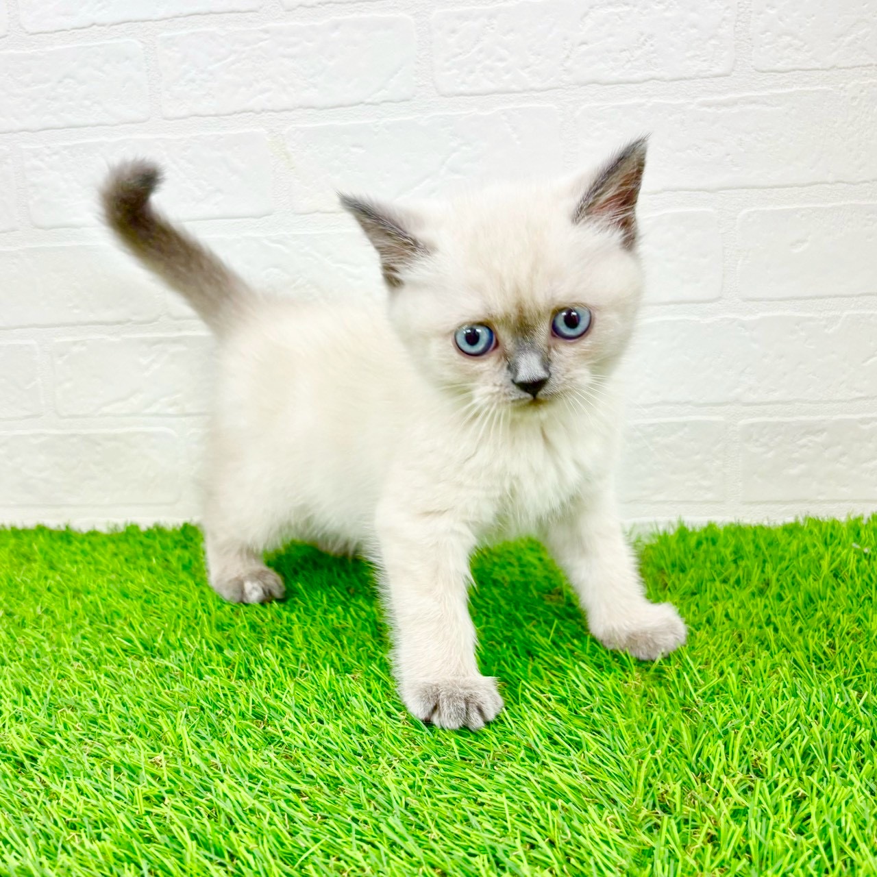 滋賀県のブリティッシュショートヘアー (ワンニャンハウス草津店/2026年1月14日生まれ/女の子/シールポイント)の子猫の1枚目の画像