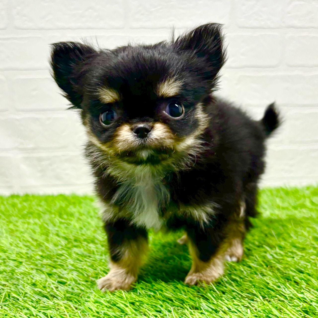 滋賀県のチワワ(ロング) (ワンニャンハウス草津店/2025年11月16日生まれ/女の子/ブラックタンホワイト)の子犬の1枚目の画像