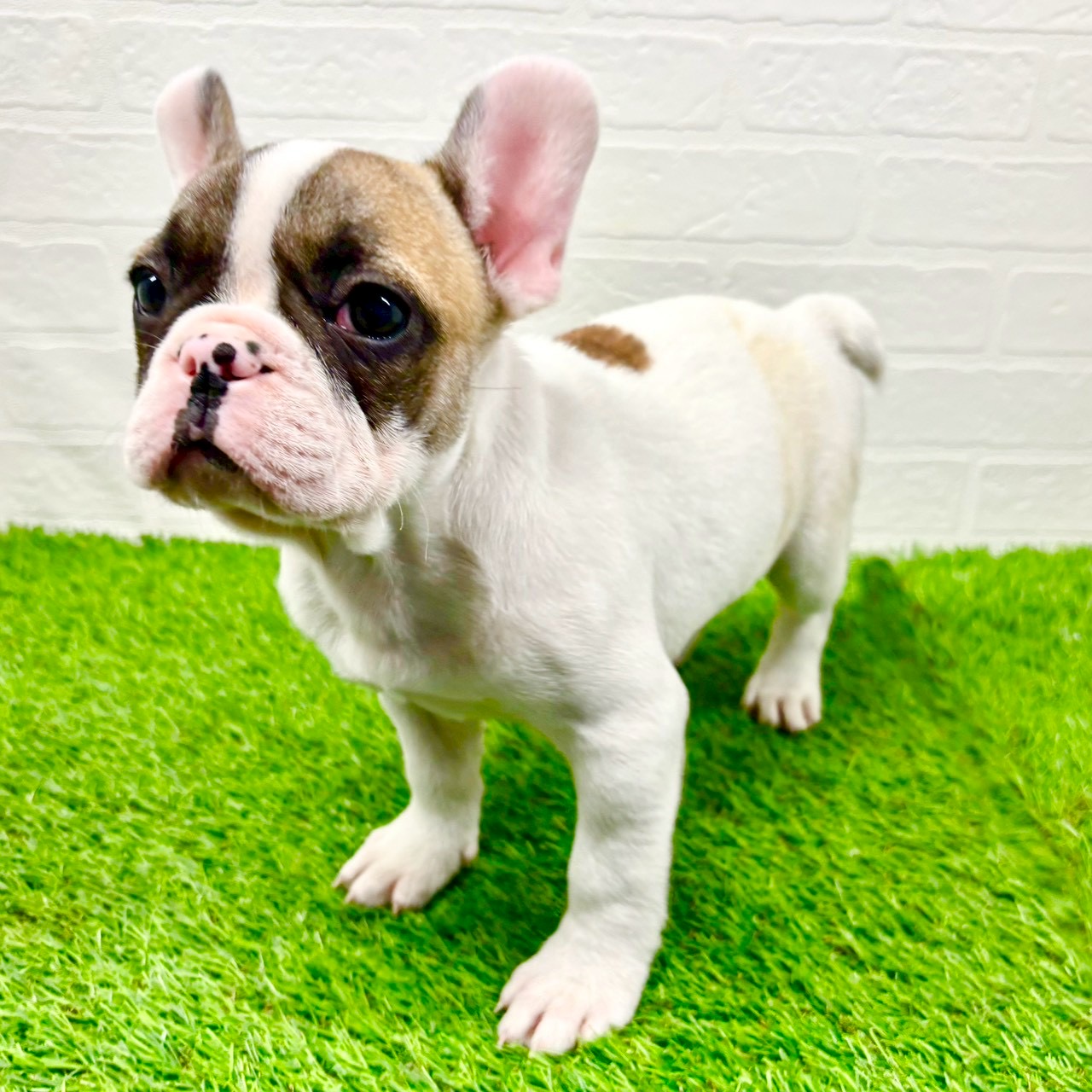 滋賀県のフレンチブルドッグ (ワンニャンハウス草津店/2025年10月28日生まれ/女の子/フォーンパイド)の子犬の2枚目の画像