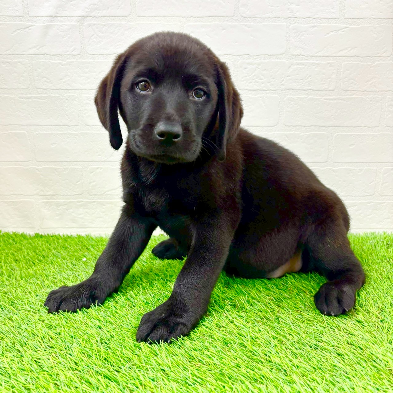 滋賀県のラブラドールレトリーバー (ワンニャンハウス草津店/2026年1月21日生まれ/女の子/ブラック)の子犬の2枚目の画像