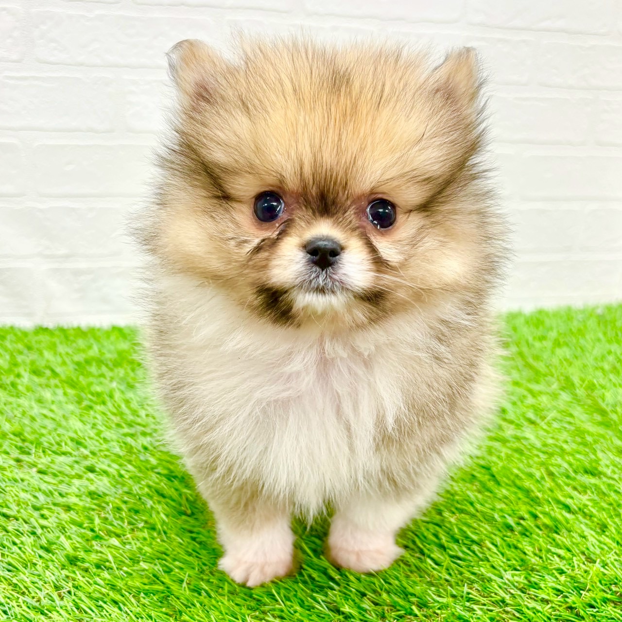 滋賀県のポメラニアン (ワンニャンハウス草津店/2026年1月10日生まれ/男の子/オレンジ)の子犬の1枚目の画像