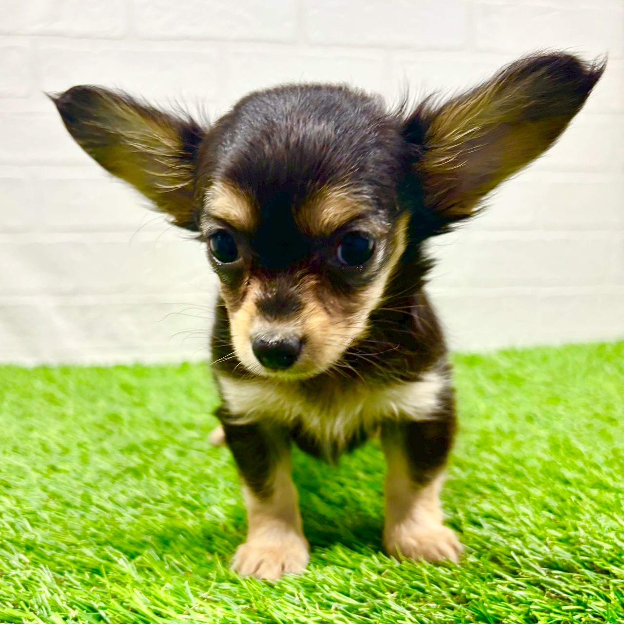 滋賀県のチワックス(チワワ×ダックス) (ワンニャンハウス草津店/2025年10月26日生まれ/女の子/ブラックタン)の子犬の2枚目の画像