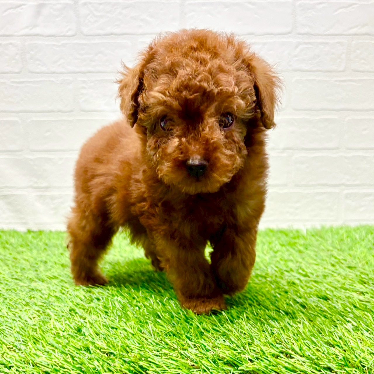 滋賀県のトイプードル(トイ) (ワンニャンハウス草津店/2025年10月6日生まれ/男の子/レッド)の子犬の2枚目の画像