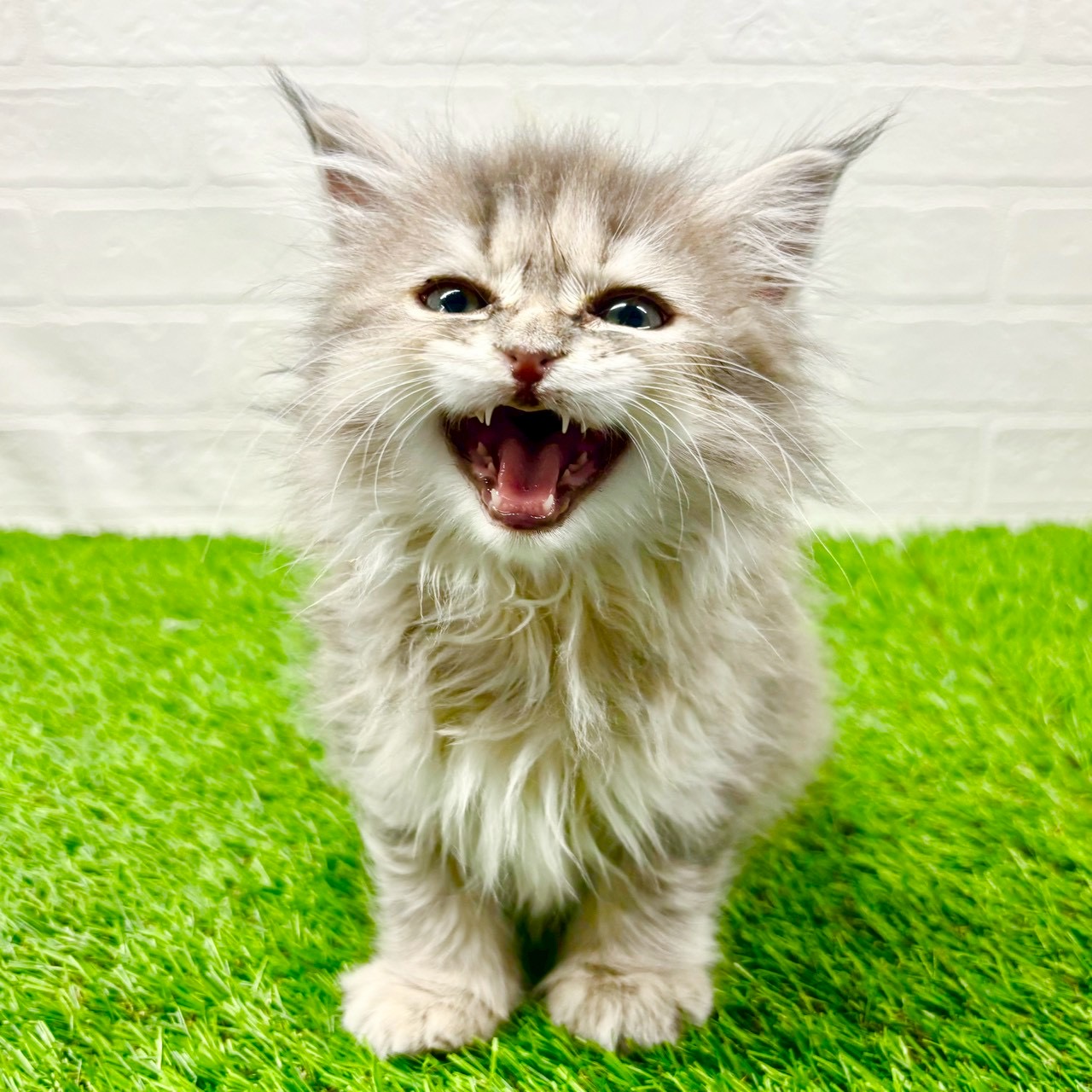 滋賀県のサイベリアン (ワンニャンハウス草津店/2025年10月23日生まれ/女の子/ブルーパッチドタビー)の子猫の4枚目の画像