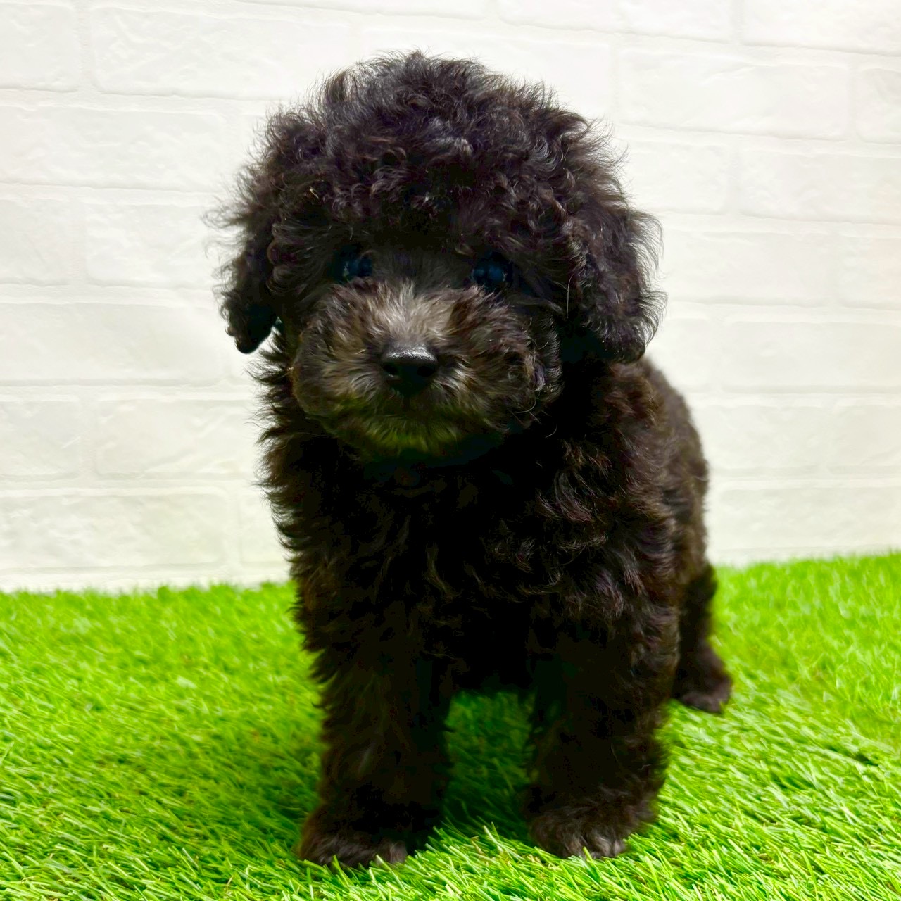 滋賀県のトイプードル(トイ) (ワンニャンハウス草津店/2025年9月13日生まれ/男の子/シルバー)の子犬の2枚目の画像