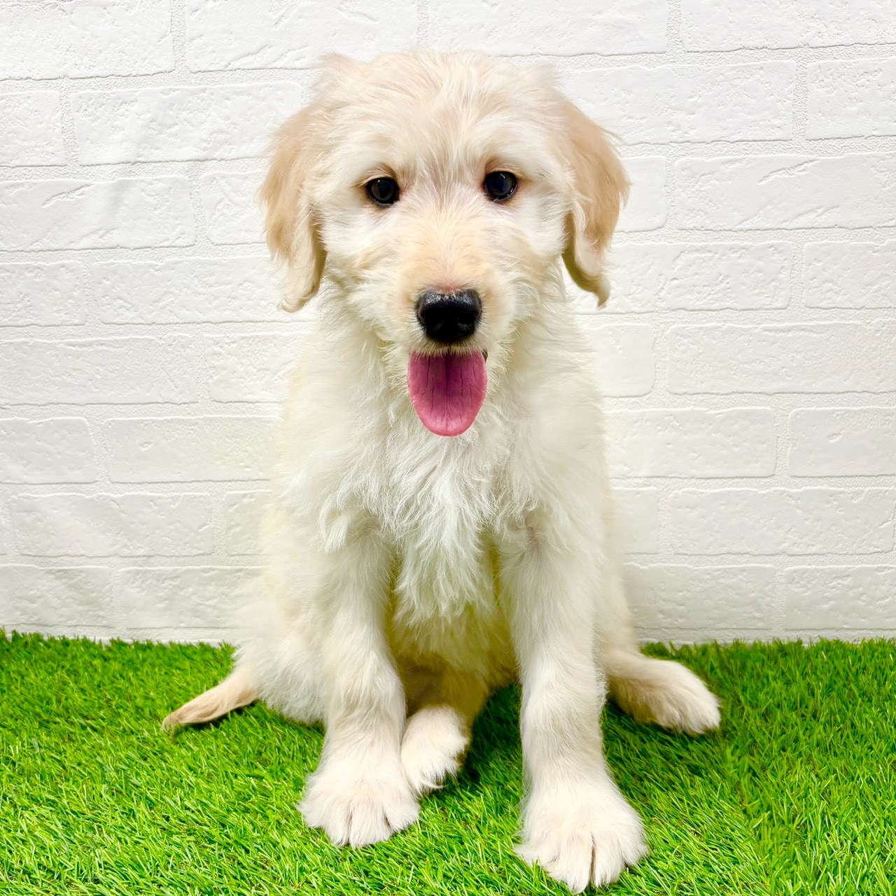 滋賀県のゴールデンドゥードゥル(ゴールデン×プードル) (ワンニャンハウス草津店/2025年10月11日生まれ/女の子/クリーム)の子犬の1枚目の画像