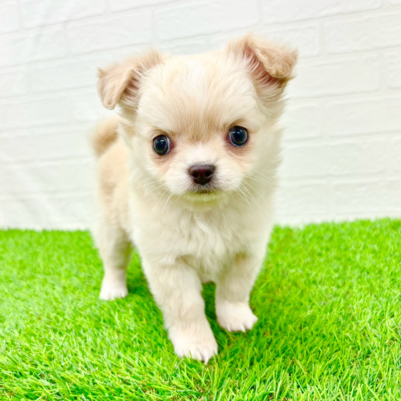 滋賀県のチワワ(ロング) (ワンニャンハウス草津店/2026年1月7日生まれ/女の子/クリーム)の子犬の3枚目の画像