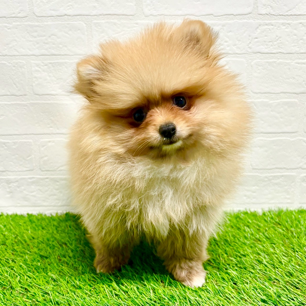 滋賀県のポメラニアン (ワンニャンハウス草津店/2025年9月12日生まれ/女の子/オレンジ)の子犬の2枚目の画像