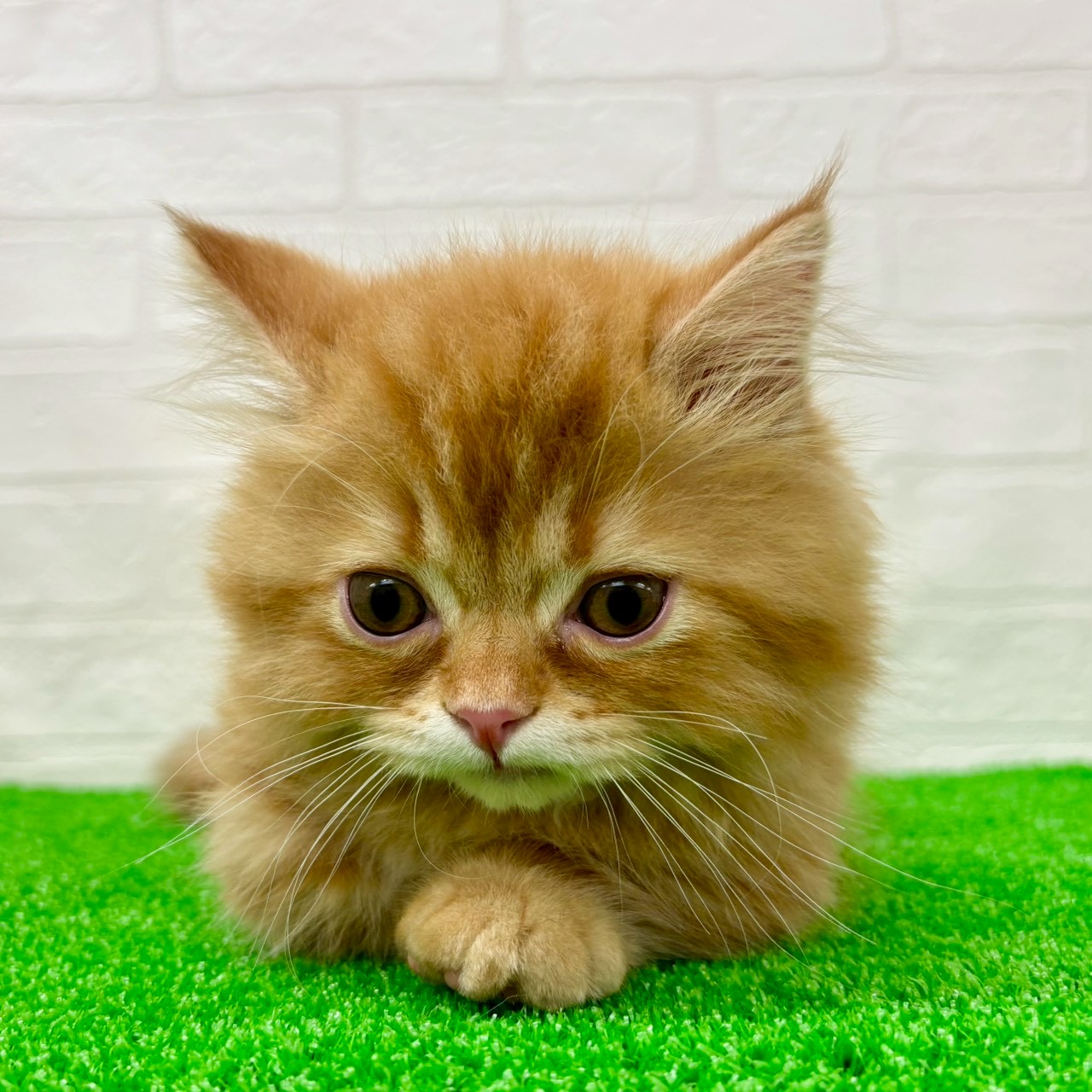 滋賀県のマンチカン (ワンニャンハウス草津店/2026年2月8日生まれ/男の子/レッドタビー)の子猫の2枚目の画像