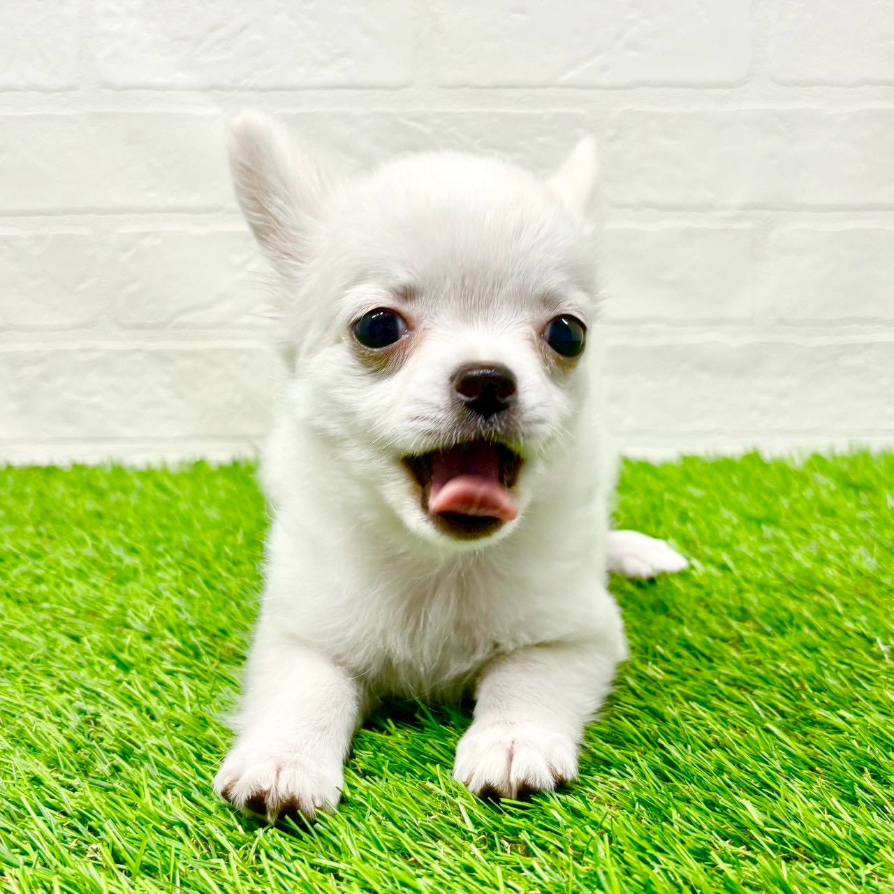 滋賀県のチワワ(ロング) (ワンニャンハウス草津店/2025年8月30日生まれ/女の子/ホワイト)の子犬の3枚目の画像