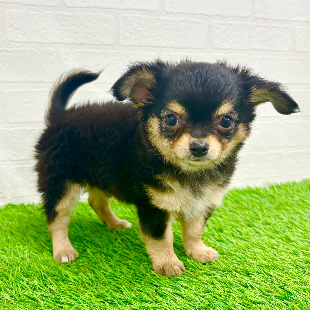 滋賀県のチワワ(ロング) (ワンニャンハウス草津店/2026年2月2日生まれ/男の子/ブラッククリーム)の子犬の2枚目の画像