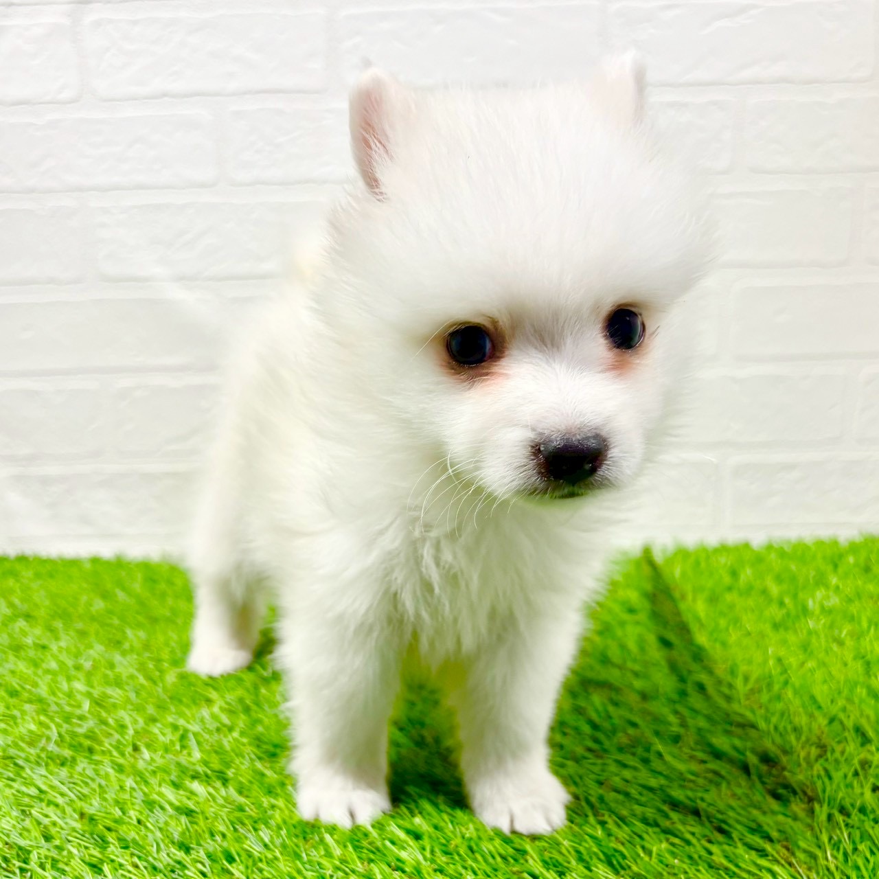 滋賀県の日本スピッツ (ワンニャンハウス草津店/2025年11月16日生まれ/女の子/ホワイト)の子犬の3枚目の画像