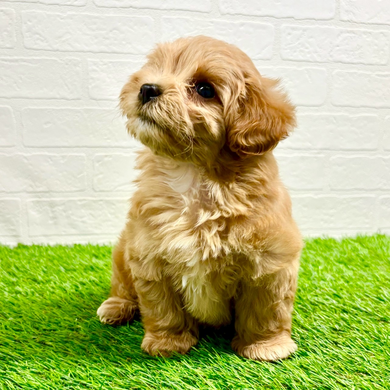 滋賀県のマルプー(マルチーズ×プードル) (ワンニャンハウス草津店/2025年9月10日生まれ/女の子/クリームホワイト)の子犬の3枚目の画像