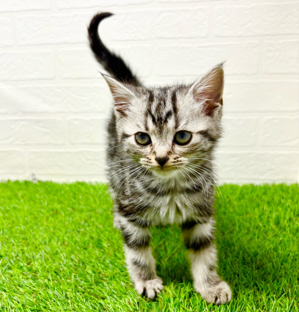 滋賀県のアメリカンショートヘアー (ワンニャンハウス草津店/2025年11月6日生まれ/女の子/シルバークラシックタビー)の子猫の4枚目の画像