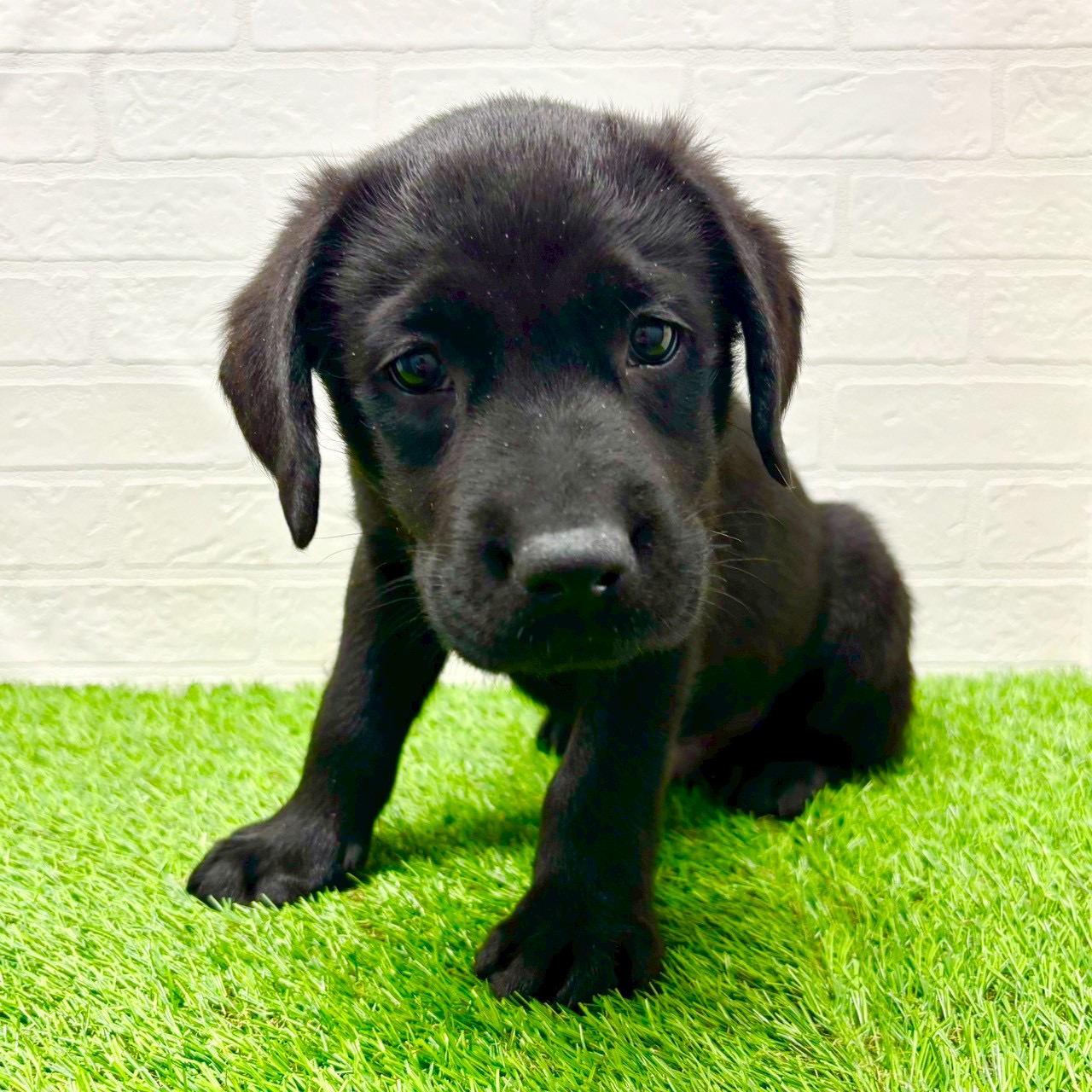 滋賀県のラブラドールレトリーバー (ワンニャンハウス草津店/2025年9月29日生まれ/男の子/ブラック)の子犬の3枚目の画像