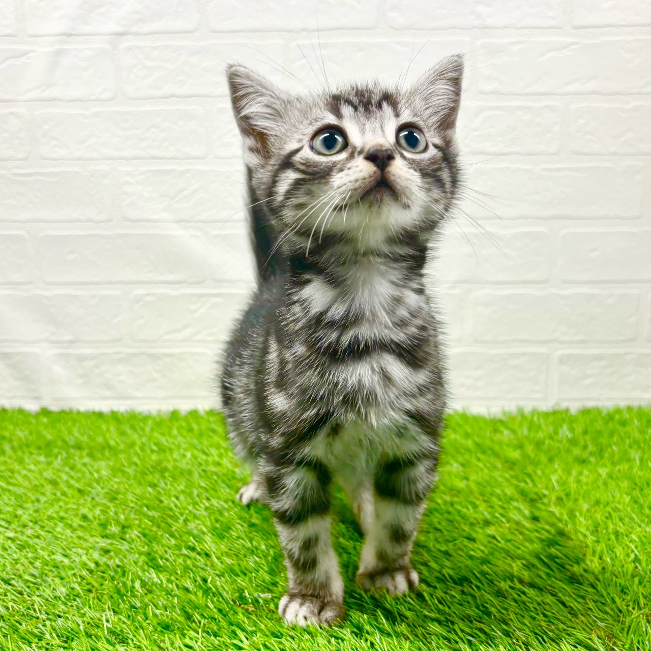 滋賀県のアメリカンショートヘアー (ワンニャンハウス草津店/2025年10月1日生まれ/男の子/シルバータビー)の子猫の3枚目の画像