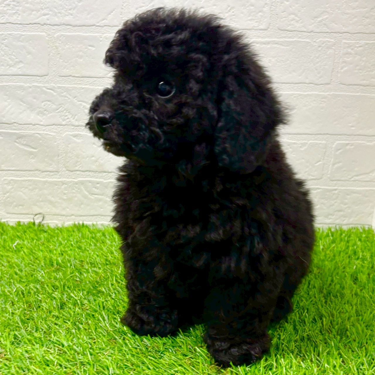 滋賀県のトイプードル(トイ) (ワンニャンハウス草津店/2025年10月10日生まれ/男の子/ブラック)の子犬の4枚目の画像