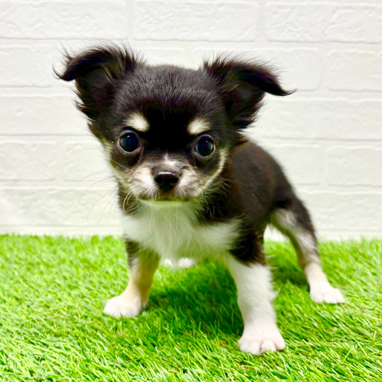 滋賀県のチワワ(ロング) (ワンニャンハウス草津店/2025年10月2日生まれ/男の子/ブラックタンホワイト)の子犬の2枚目の画像