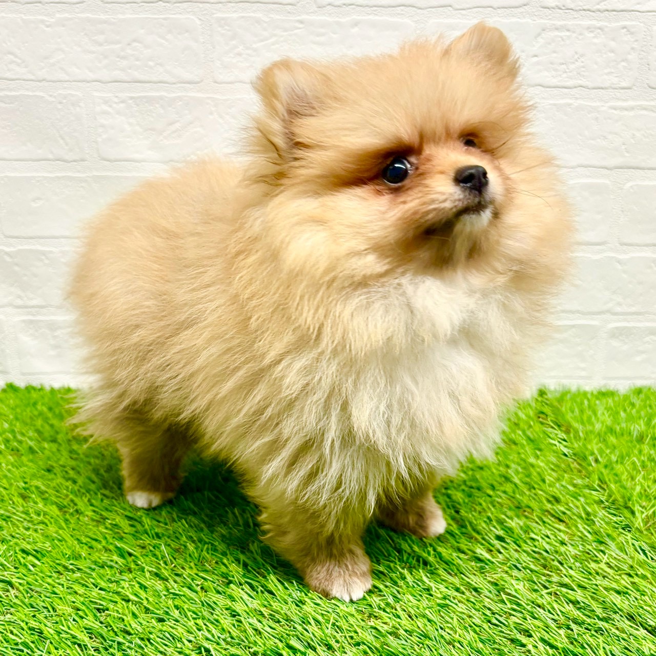 滋賀県のポメラニアン (ワンニャンハウス草津店/2025年9月12日生まれ/女の子/オレンジ)の子犬の4枚目の画像