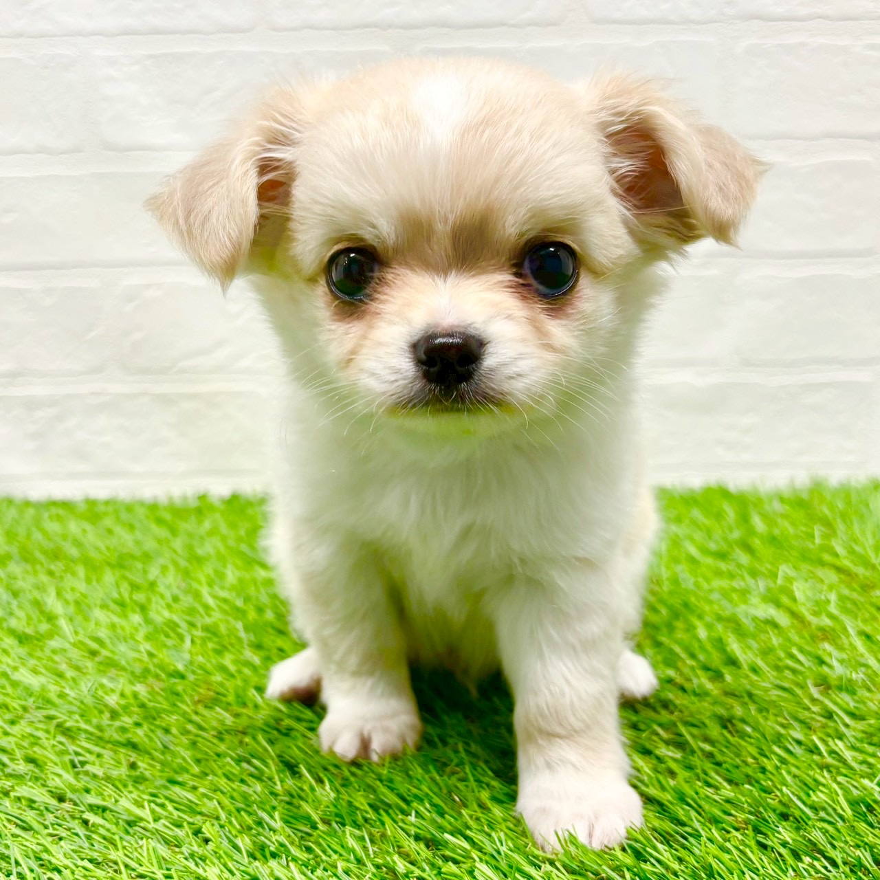 滋賀県のチワワ(ロング) (ワンニャンハウス草津店/2025年8月10日生まれ/男の子/クリーム)の子犬の1枚目の画像