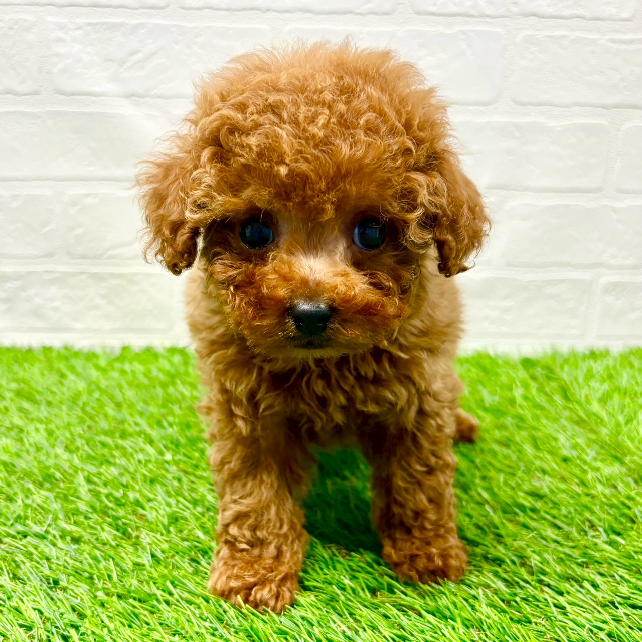 滋賀県のトイプードル(トイ) (ワンニャンハウス草津店/2025年10月22日生まれ/男の子/レッドフォーン)の子犬の1枚目の画像