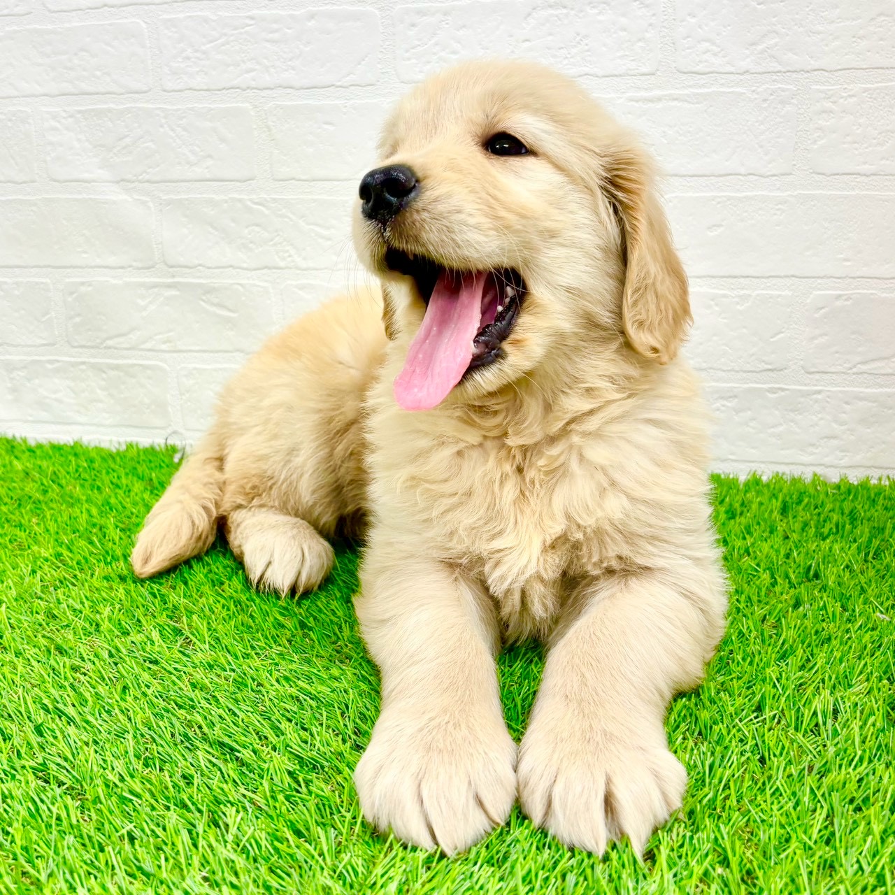 滋賀県のゴールデンレトリバー (ワンニャンハウス草津店/2026年2月8日生まれ/女の子/ゴールデン)の子犬の4枚目の画像