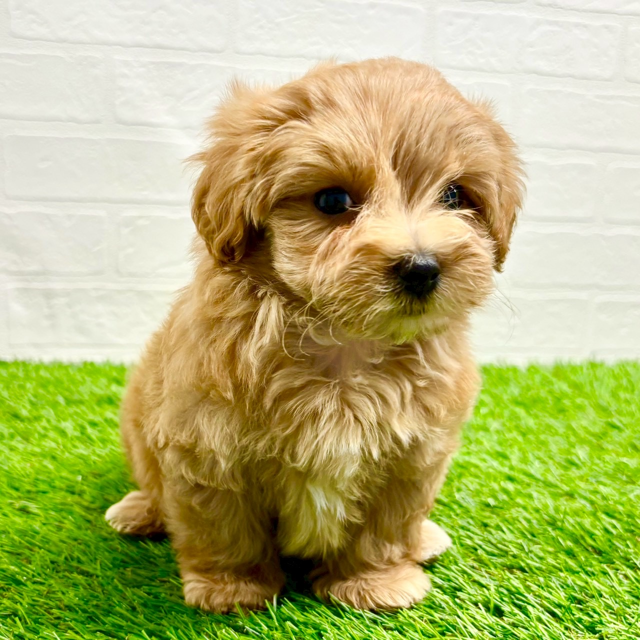 滋賀県のマルプー(マルチーズ×プードル) (ワンニャンハウス草津店/2025年9月10日生まれ/女の子/クリームホワイト)の子犬の2枚目の画像