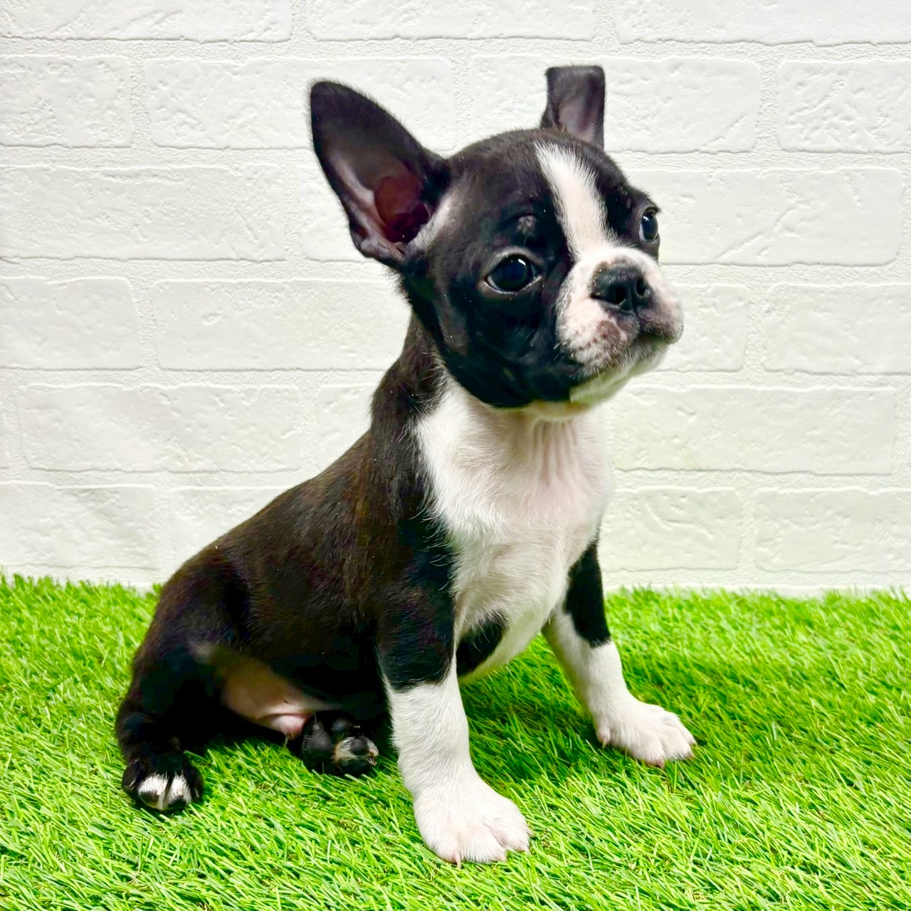 滋賀県のボストンテリア (ワンニャンハウス草津店/2025年9月21日生まれ/男の子/ボストンカラー)の子犬の4枚目の画像