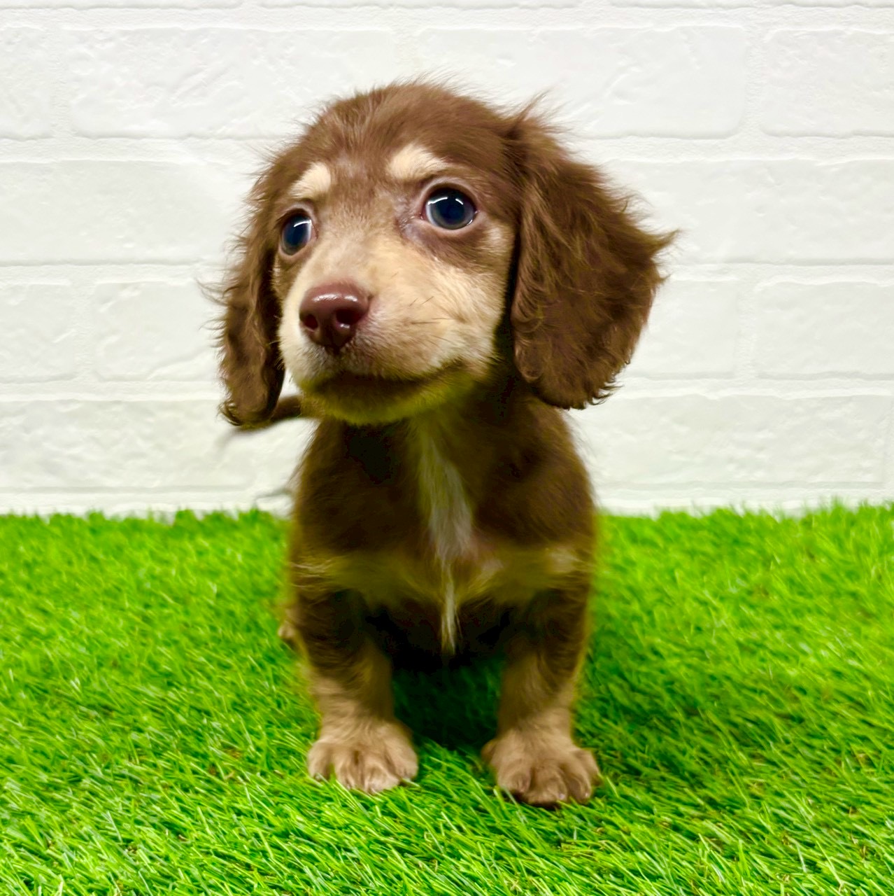 滋賀県のミニチュアダックスフンド(ロング) (ワンニャンハウス草津店/2025年10月27日生まれ/男の子/チョコレートイエロー)の子犬の2枚目の画像