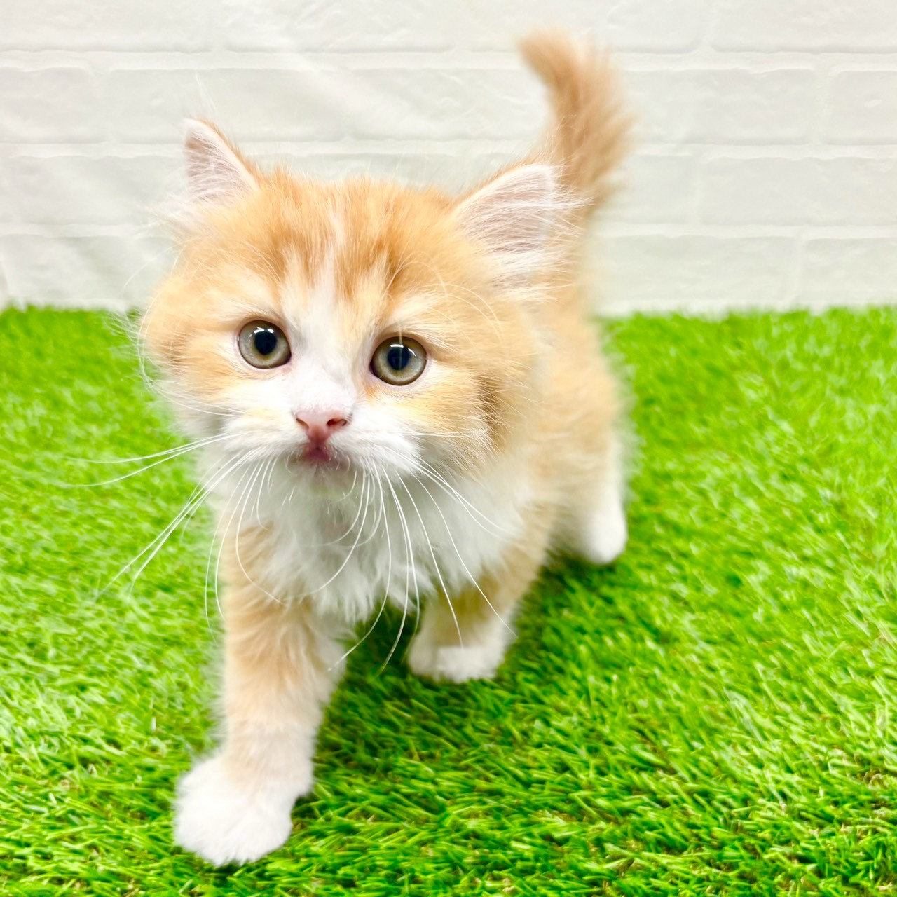 滋賀県のスコティッシュフォールド (ワンニャンハウス草津店/2025年9月29日生まれ/男の子/レッドホワイト)の子猫の3枚目の画像